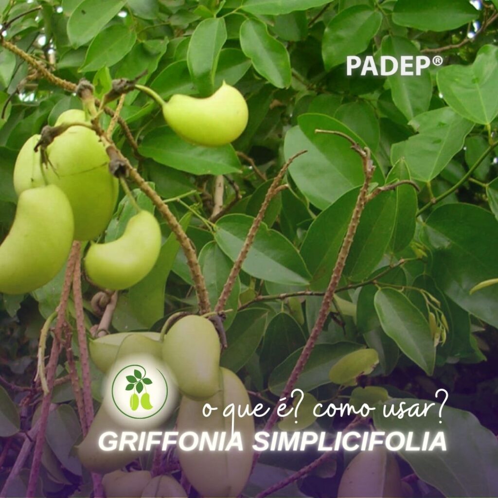 Griffonia Simplicifolia Padep Animus Insta